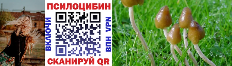 Псилоцибиновые грибы Psilocybe  купить закладку  omg как войти  Плавск 